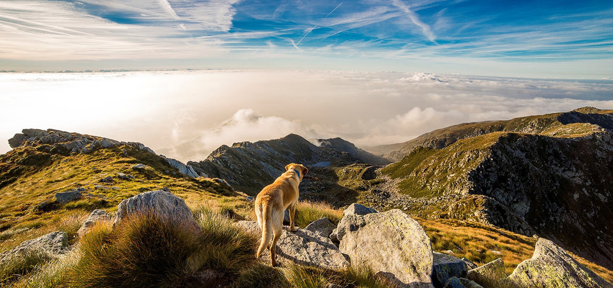 A dog on the mountain top