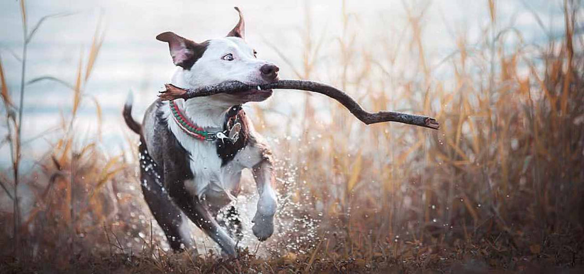 dog playing fetch