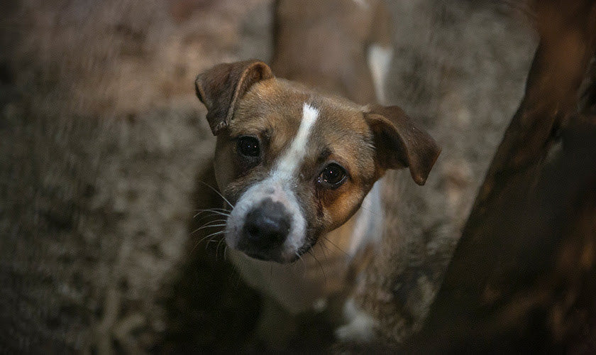 Protect Dogs and Cats in South Korea