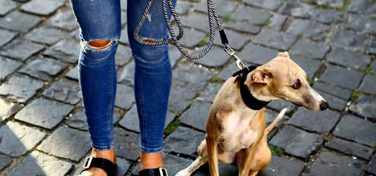leashes for whippets