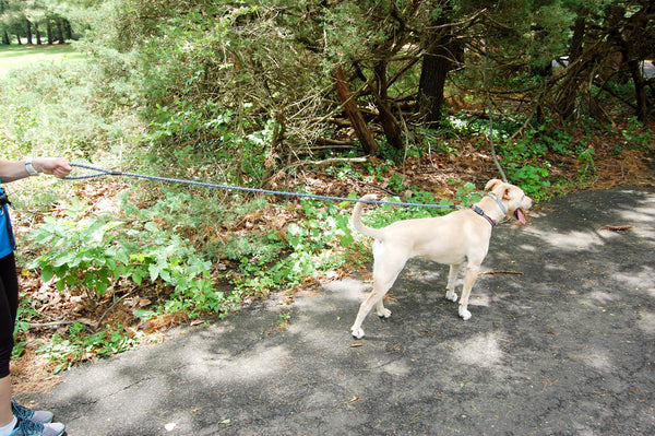 Black & White Rope Dog Leash, 6 foot length